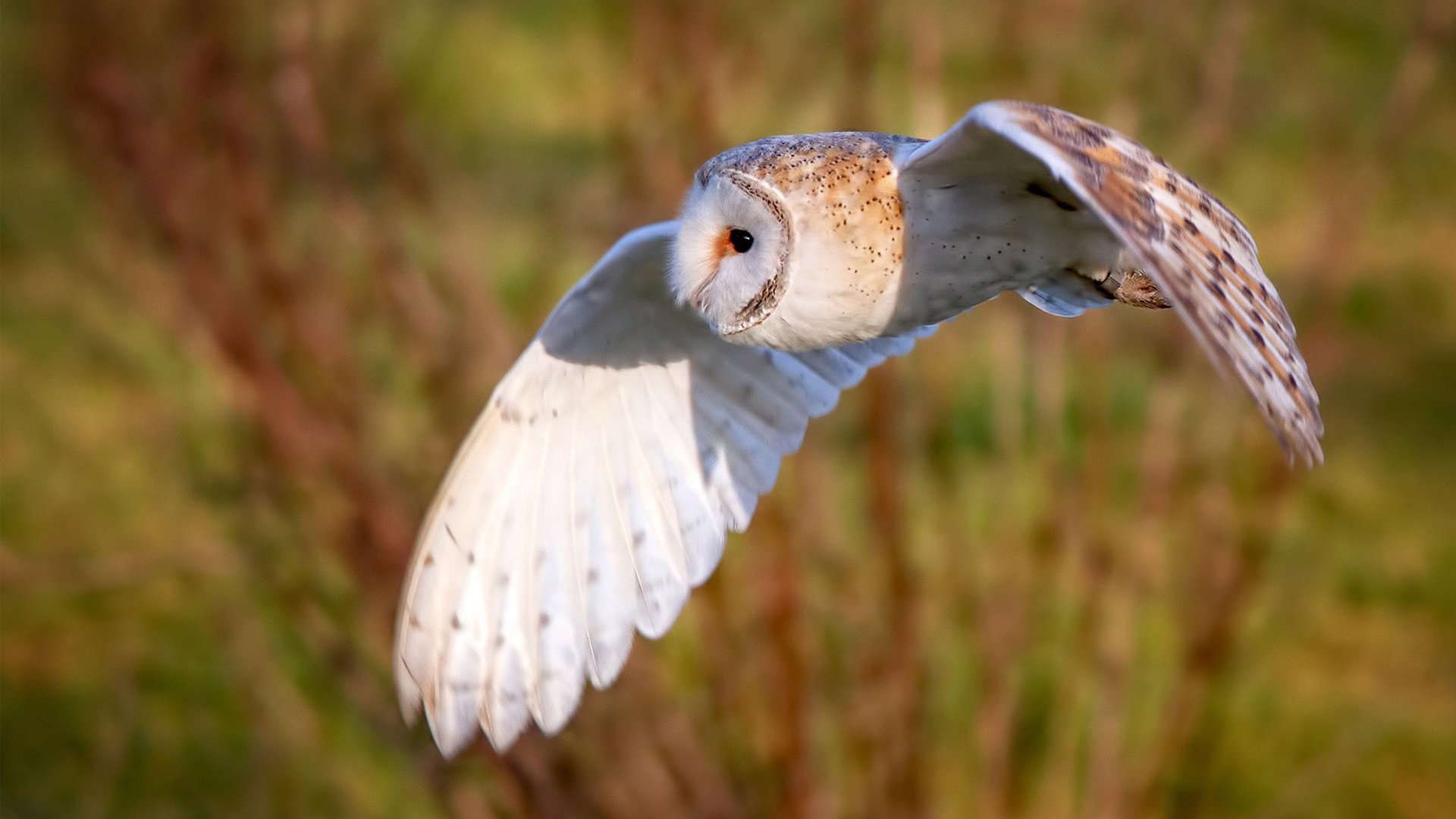 弗拉门戈前锋佩德罗成为欧洲多家俱乐部关注对象，佩德罗足球