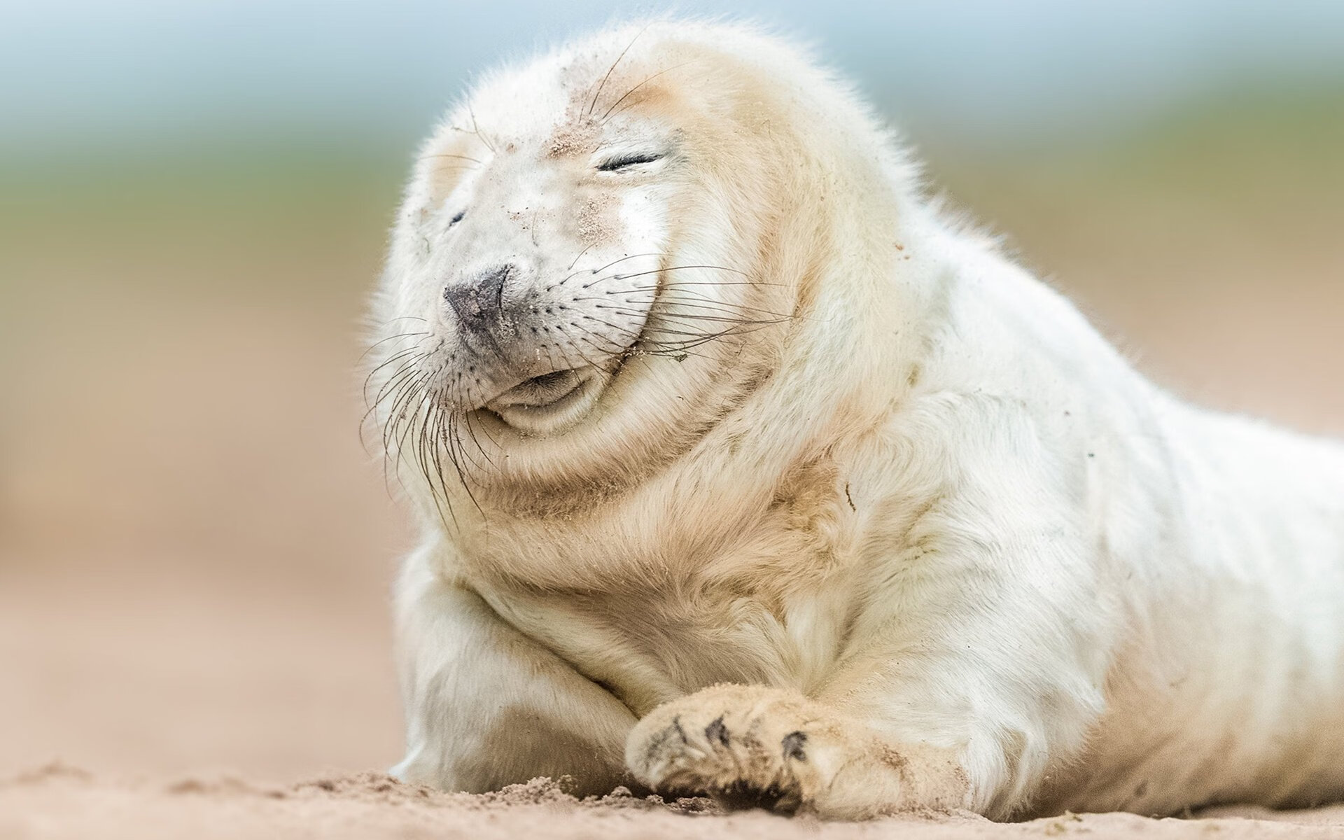 弗拉门戈前锋佩德罗成为欧洲多家俱乐部关注对象，佩德罗足球