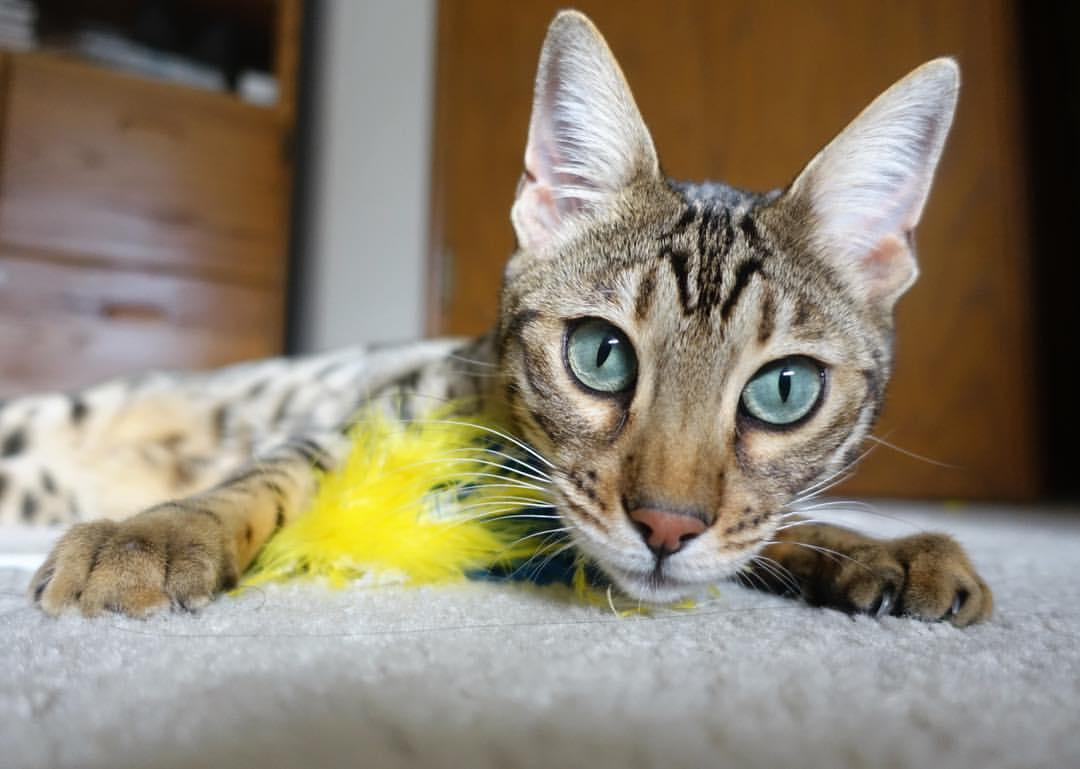 意甲赛场外文化盛宴，吸引多元粉丝群体，意甲俱乐部