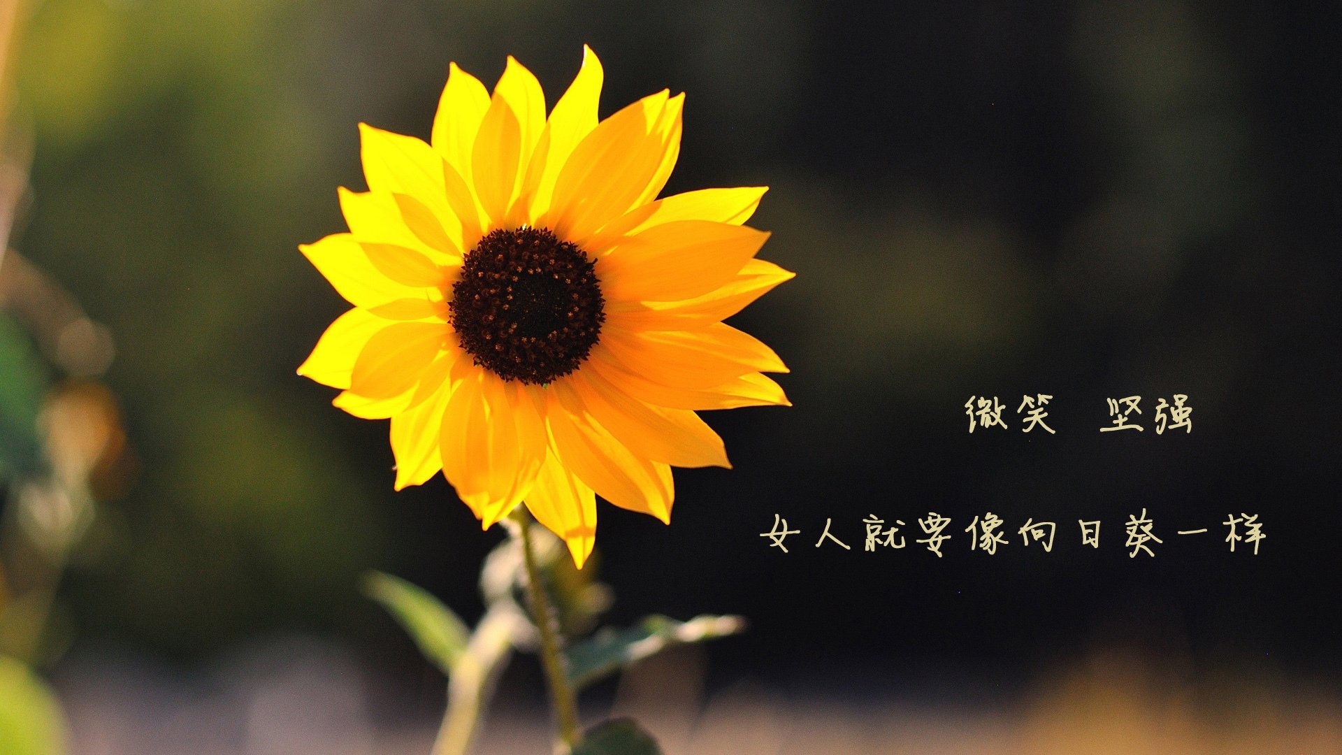 “西甲欧战附加赛:豪门拼尽全力争突破”,西甲参加欧联杯的球队