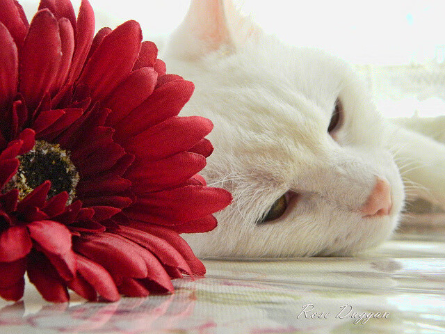 史上“突破”得分纪录，谁的表现最令人震撼？，突破锦集