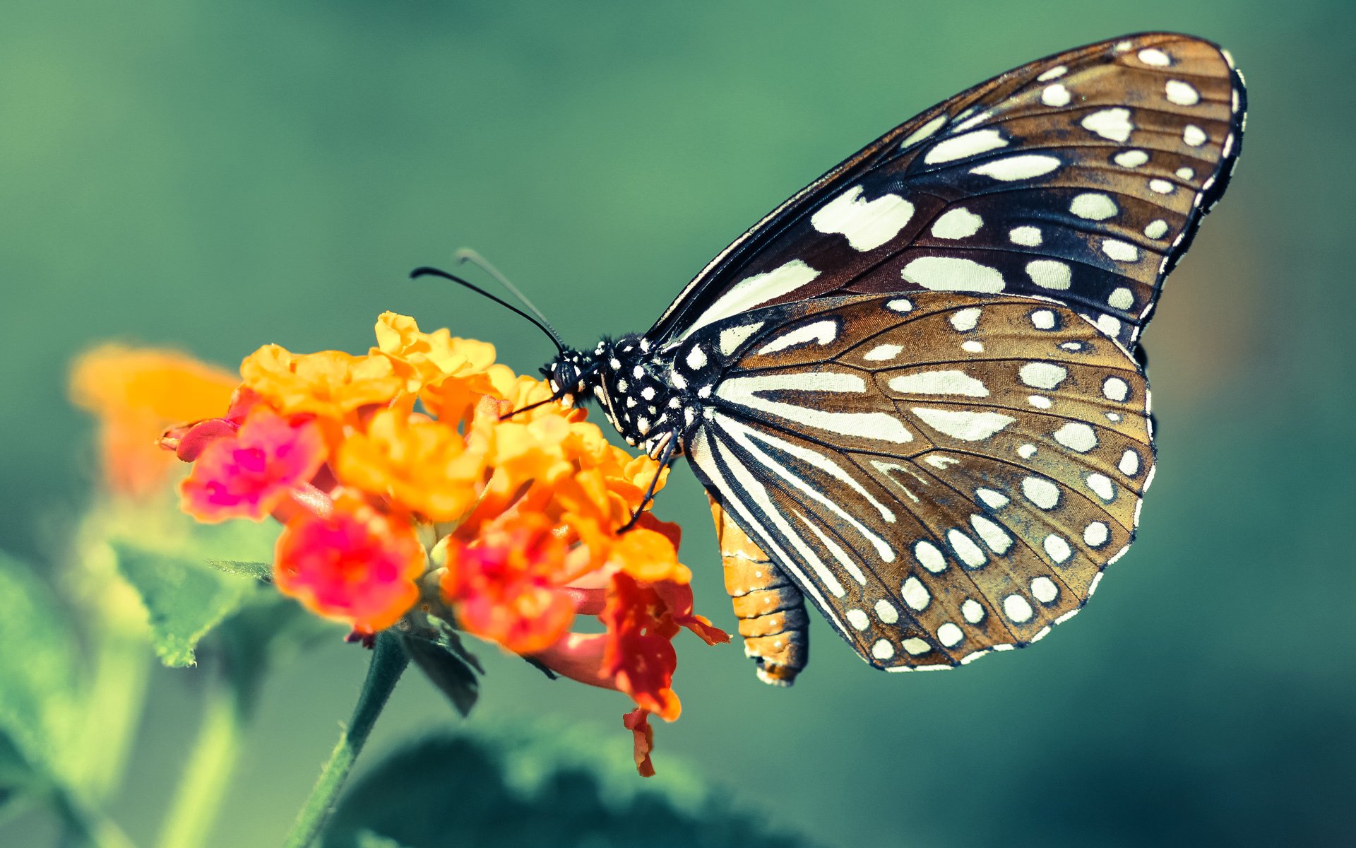 库里在全明星三分球大赛中，刷新多项记录，夺冠在望！，库里三分球大赛冠军是哪一年